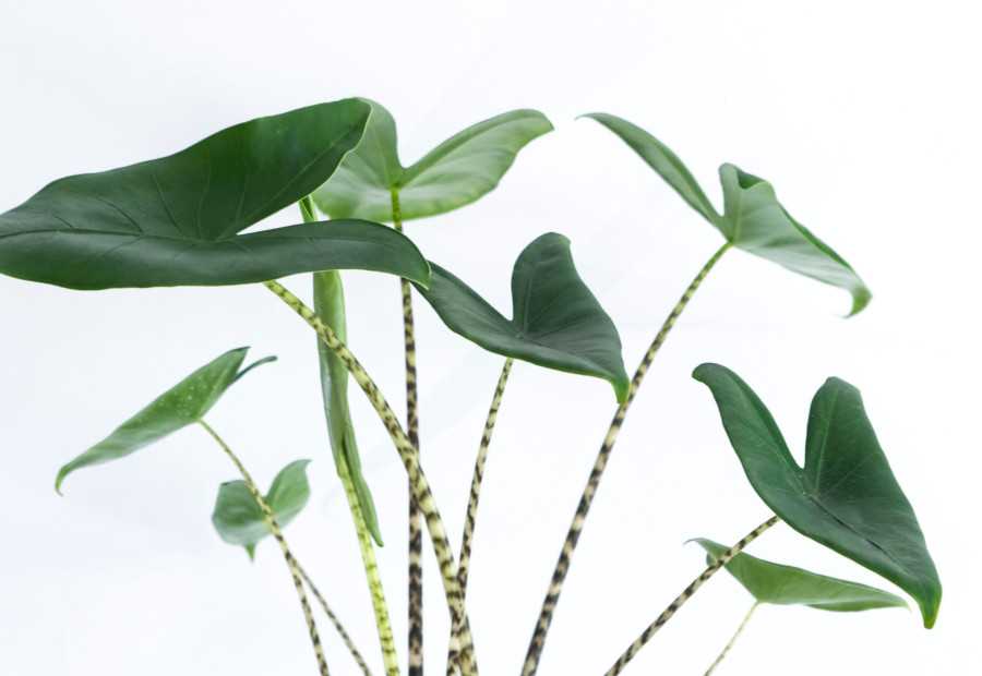 Plante d'intérieur du mois