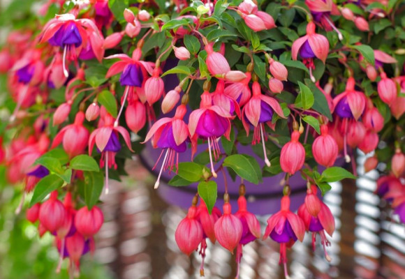 Fuchsia