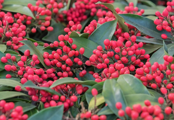 Skimmia Japonica