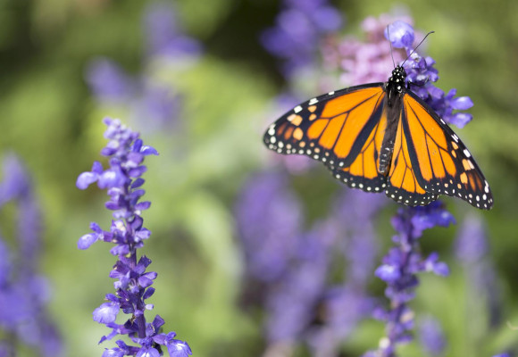 10 conseils pour attirer plus d’animaux dans votre jardin