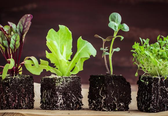 Légumes en mottes compressées