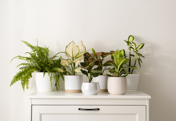 Créez un paradis tropical dans votre salon !