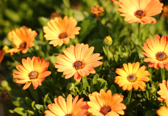 Osteospermum
