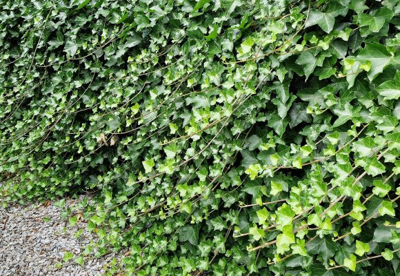Hedera Hibernica