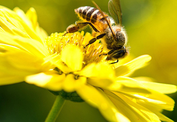 Des abeilles très occupées