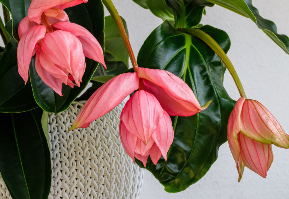 Medinilla magnifica