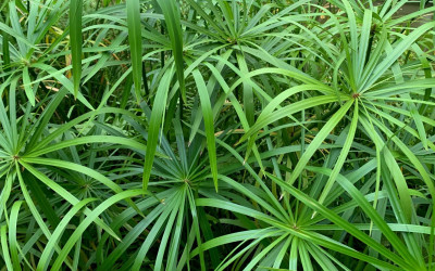 Cyperus alternifolius