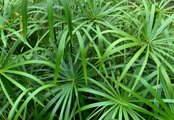 Cyperus alternifolius
