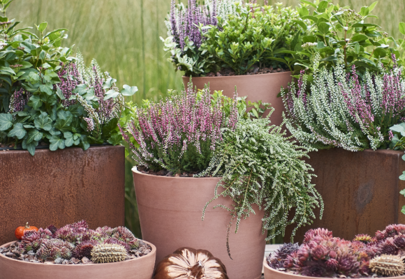 Fleurs à l’extérieur – des jardinières toute l’année