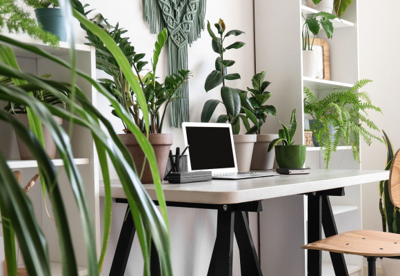 Un espace de bureau agréable commence par le vert