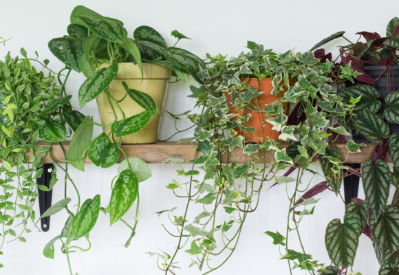 Aeschynanthus, Rhipsalis, Scindapsus et Chlorophytum