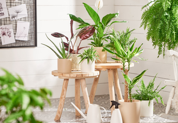 Les plantes dépolluantes pour la maison