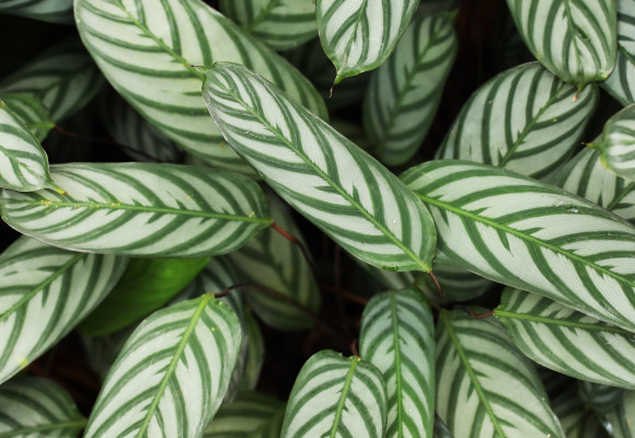 Ctenanthe oppenheimiana