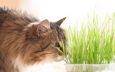 Cyperus à la maison : vert en stéreo