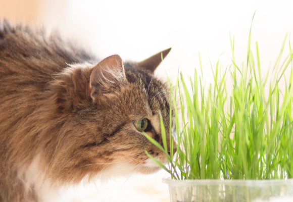 Cyperus à la maison : vert en stéreo