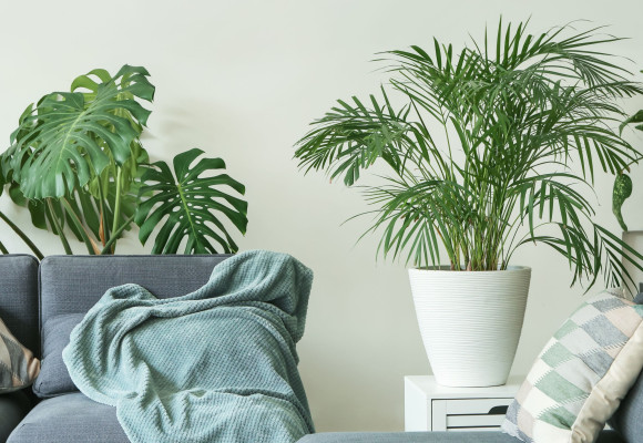 Vivre mieux et plus sainement : le pouvoir des plantes d’intérieur