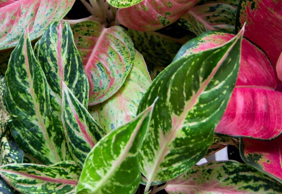 Plante d'intérieur du mois: Curcuma alismatifolia