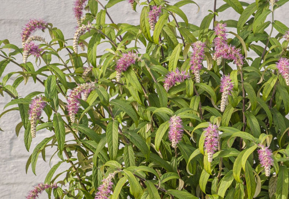 Rostrinucula dependens