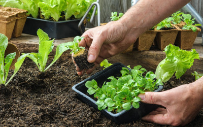 Calendrier de jardin mars