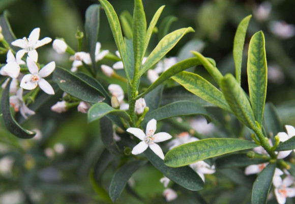 Eriostemon myoporoides