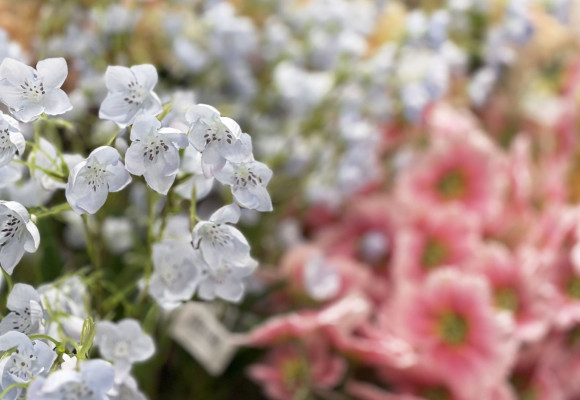 Des fleurs artificielles pour chaque intérieur et chaque saison