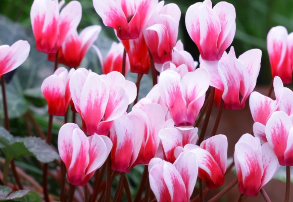 Cyclamens