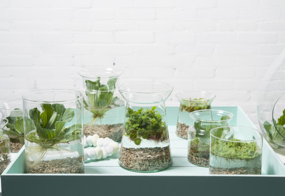 créez votre propre jardin d'eau