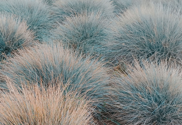 Festuca glauca
