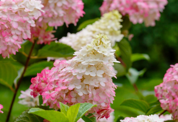 Bel arbuste à fleurs :  l'hortensia paniculé
