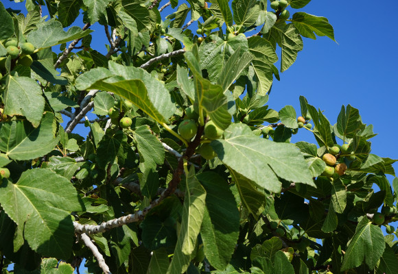 Le figuier : une ambiance méditerranéenne et des fruits de votre jardin