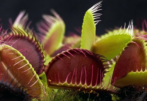 Dionaea muscipula