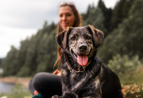 Changer l’alimentation de son chien 