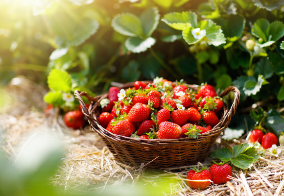 Les fraises : voici comment cultiver ce délicieux fruit d’été