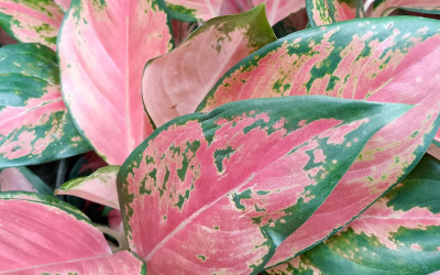 Aglaonema Pinky Promise