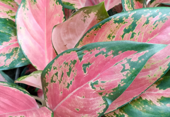 Aglaonema Pinky Promise