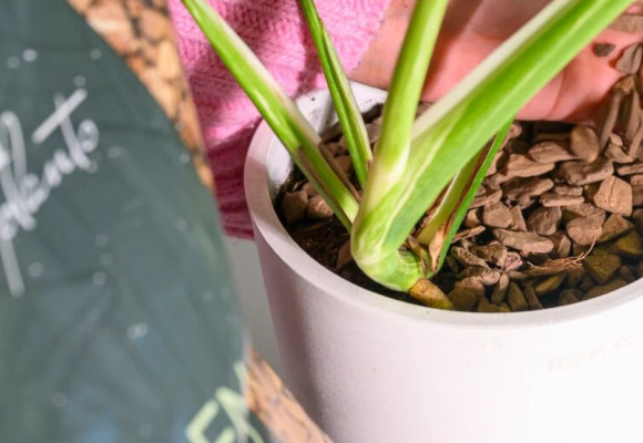 DCM Decover® : décoratif et protecteur pour vos plantes d’intérieur