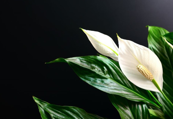 Spathiphyllum