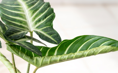 Caladium