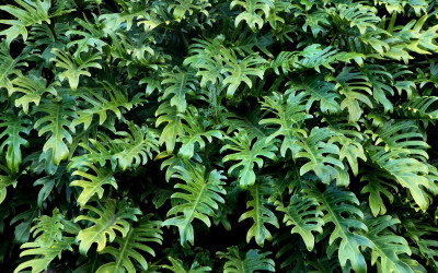 Philodendron 