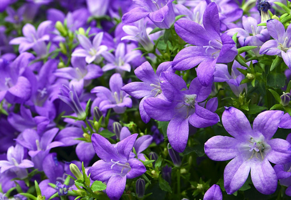 Campanules