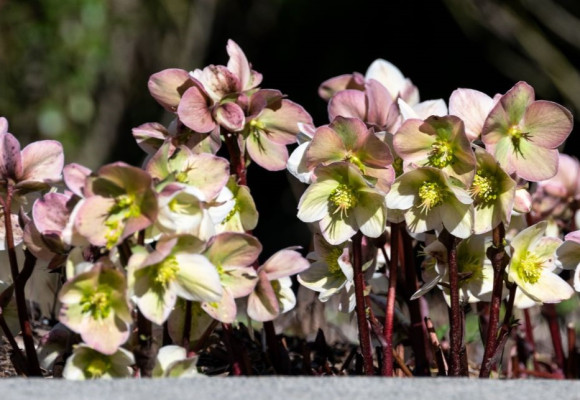 Helleborus