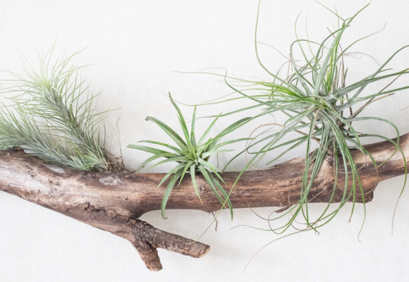 Tillandsia