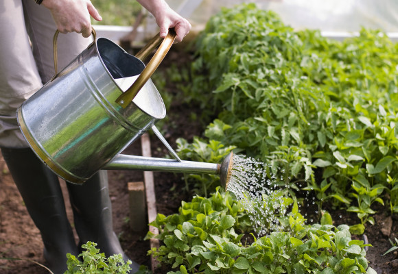Calendrier de jardin août