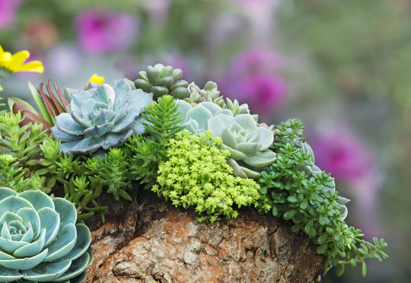 Un jardin de rocaille sur votre balcon ou terrasse ? C'est possible avec ces astuces !