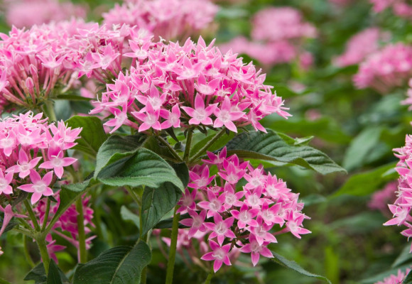 Pentas lanceolata