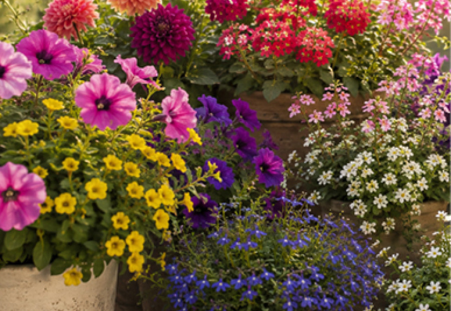 Fleurs d’été : seulement 1 € pièce !