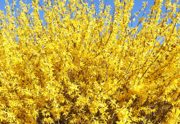 Forsythia