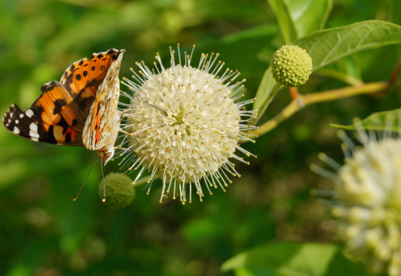  Cephalanthus occidentalis Magical Moonlight®