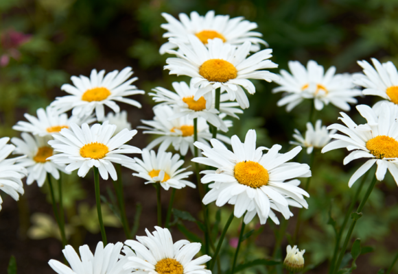 Marguerite arbustive