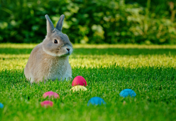 Printemps en vue : offrez un nouveau départ à votre pelouse